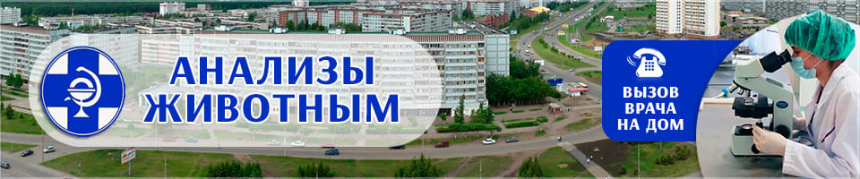 vetuslugi