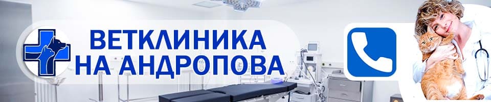 ветеринарная Проспект Андропова