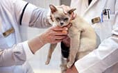Анализы кошкам